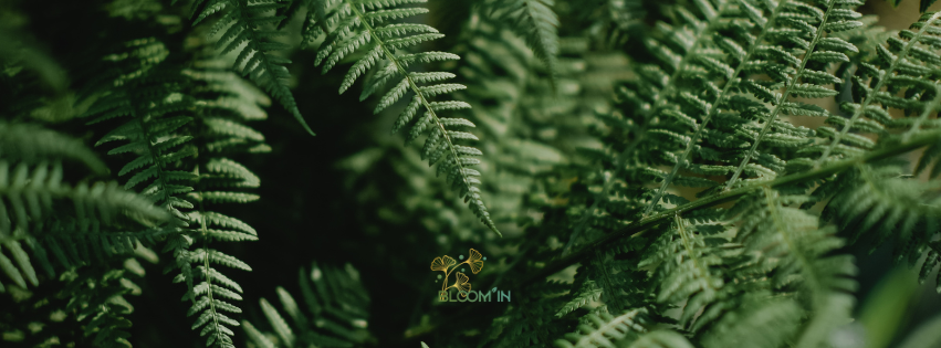 Composition murale en végétaux naturels stabilisés