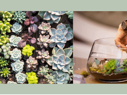 Kit DIY temporaire Terrarium ouvert - plantes grasses